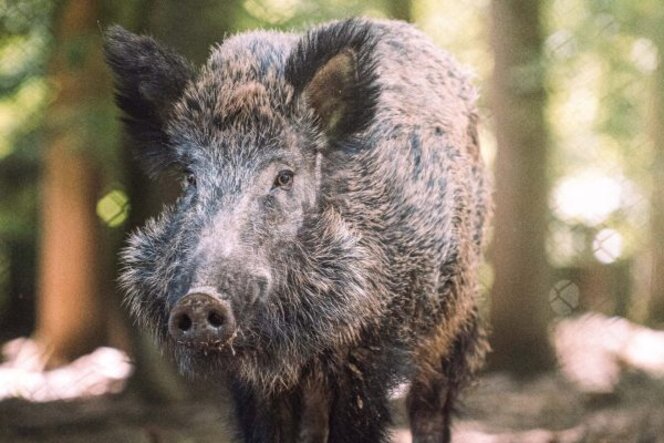 Foto eines Wildschweins im Wildpark Tannebühl